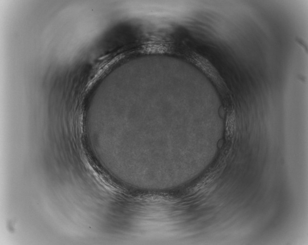 X0000100860722200807070933