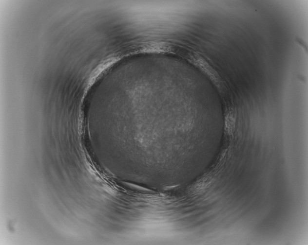 X0000100860724200807070933