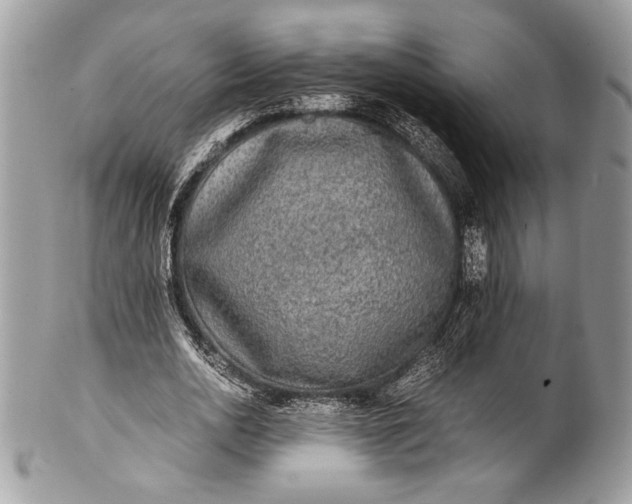 X0000100860726200807070933