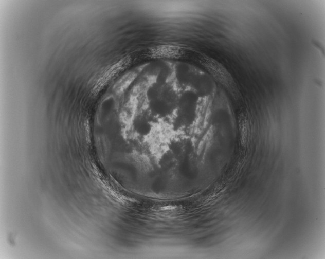 X0000100860729200807070933