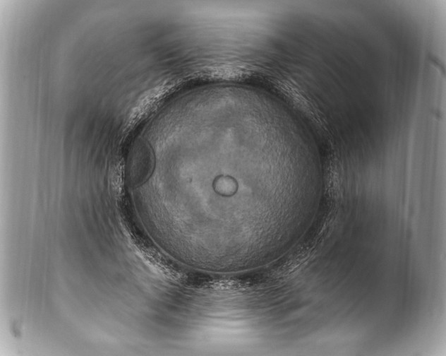 X0000100860736200807070933