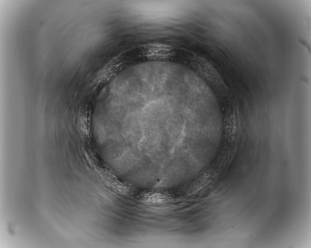 X0000100860755200807070933