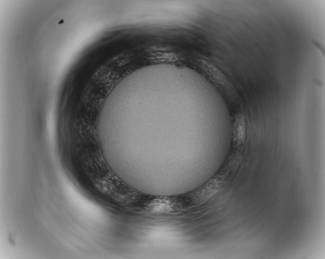 X0000100860764200807070933