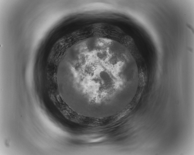 X0000100860765200807070933