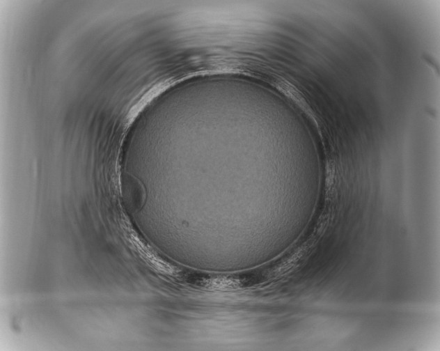 X0000100860789200807070932