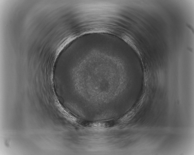 X0000100860797200807070932