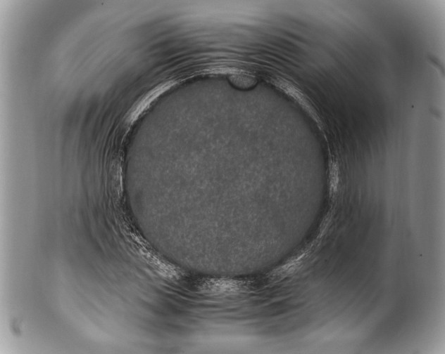 X0000100860829200807070931