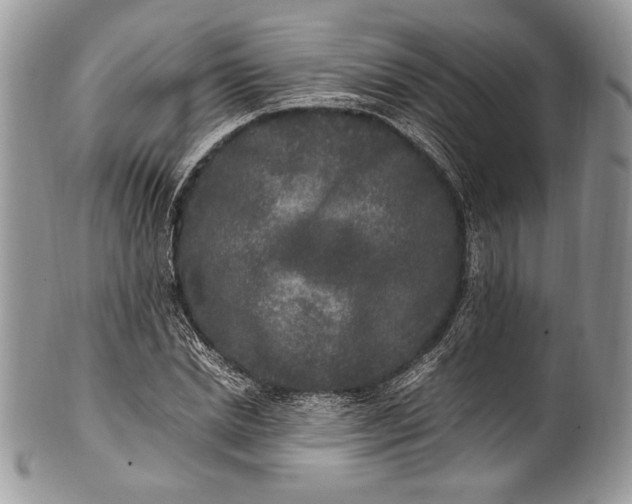 X0000100860830200807070931