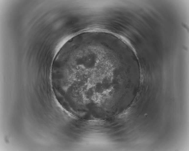 X0000100860863200807070932