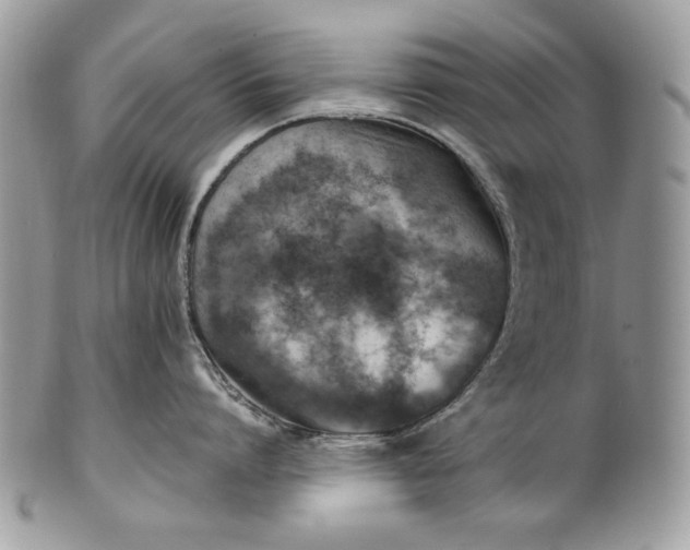 X0000100860864200807070932