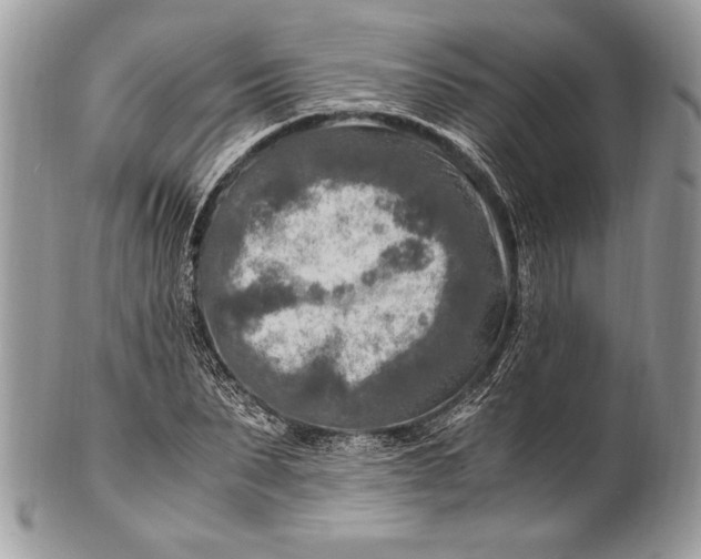 X0000100860879200807070931