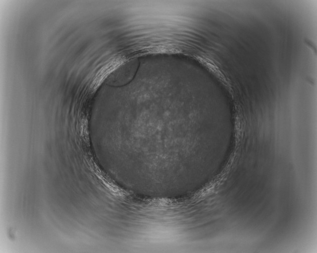 X0000100860881200807070931