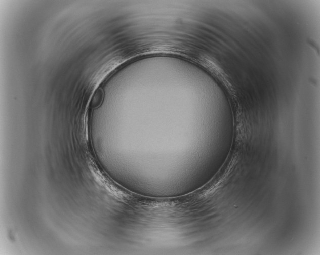 X0000100860892200807070931