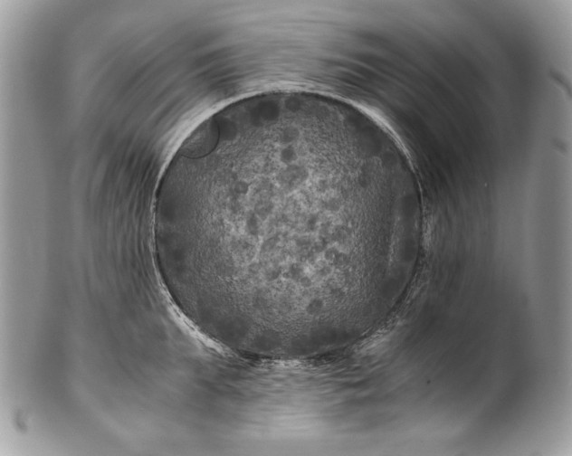 X0000100860903200807070930