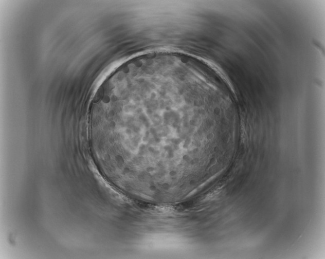 X0000100860911200807070930