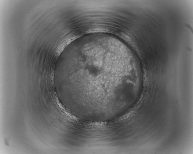 X0000100860937200807070930