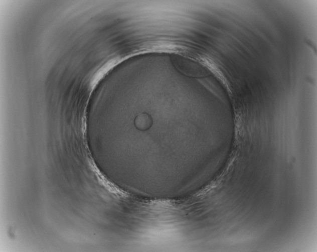 X0000100860944200807070930