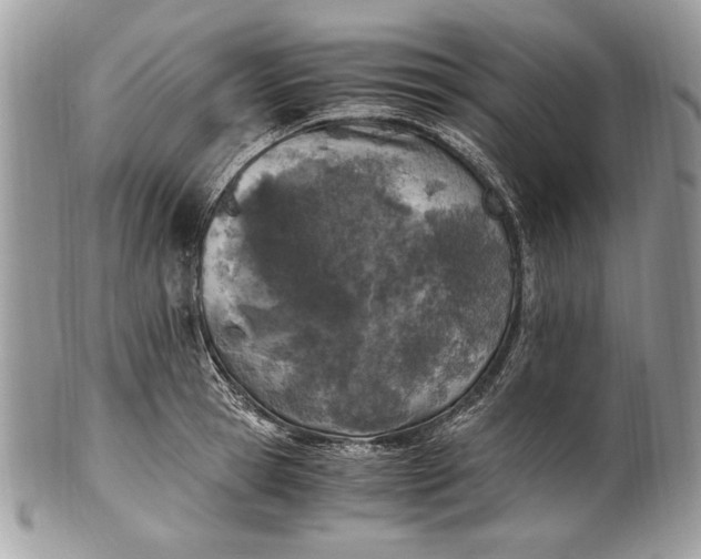 X0000100860945200807070930