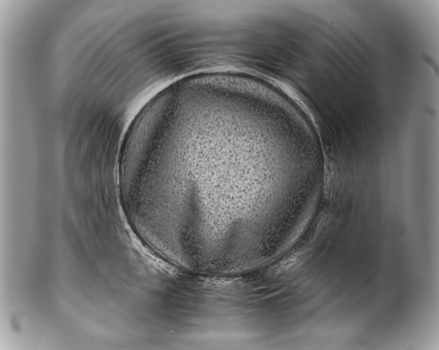 X0000100860951200807070930