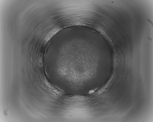 X0000100860977200807070929