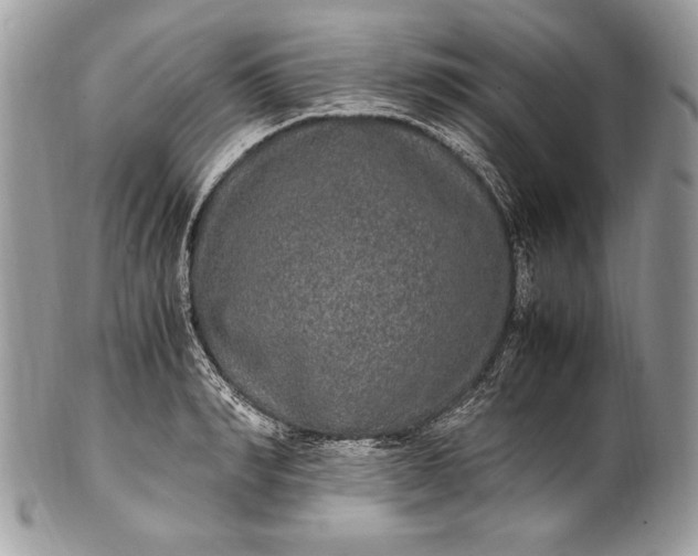 X0000100860990200807070929