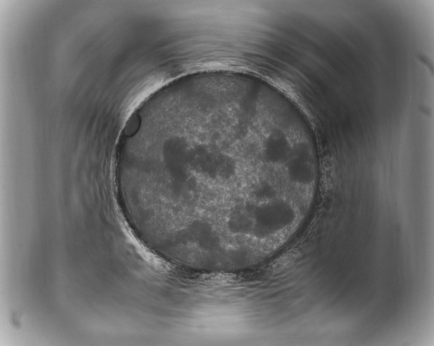 X0000100860991200807070929