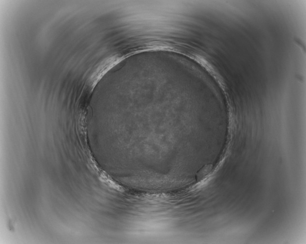 X0000100861001200807070929