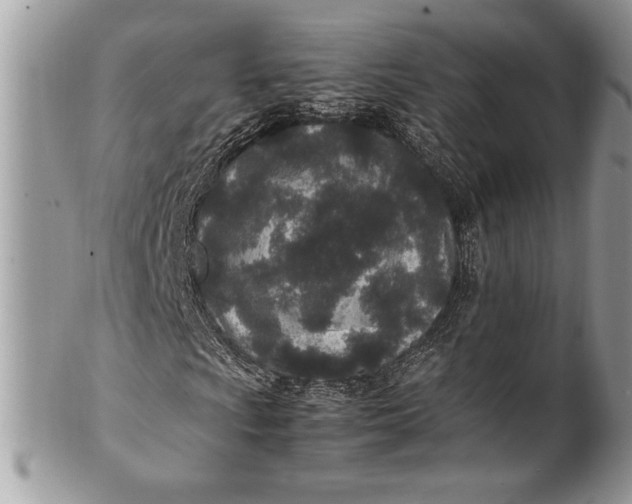 X0000100861009200807070928