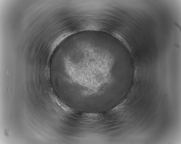 X0000100861027200807070928