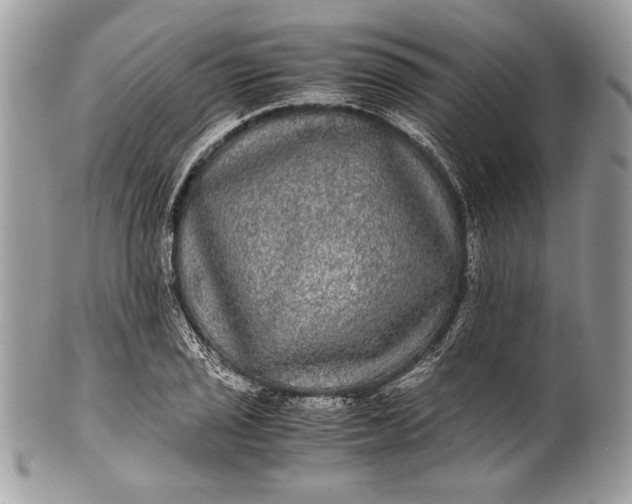 X0000100861029200807070928