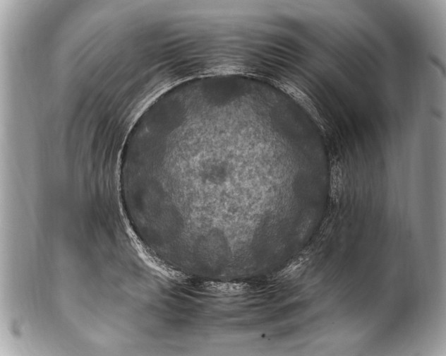 X0000100861039200807070929