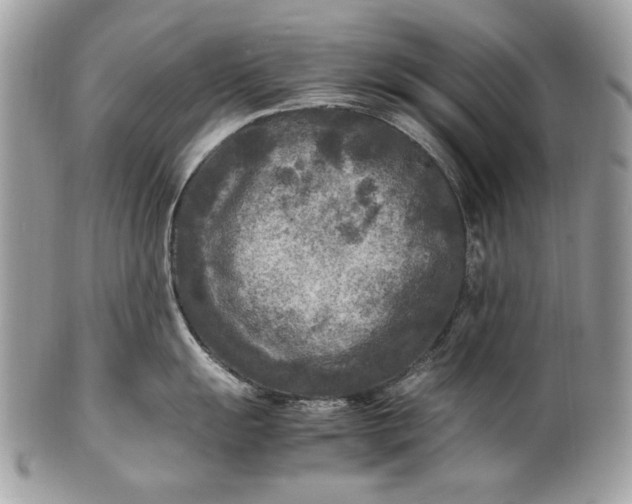 X0000100861055200807070929