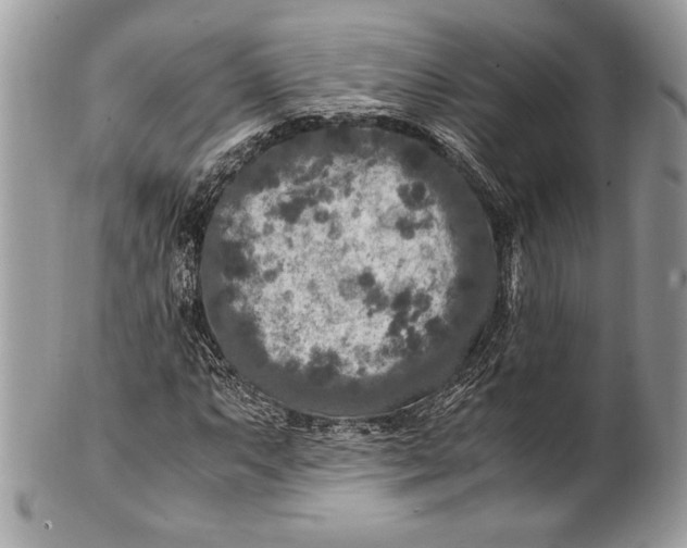 X0000100861063200807070928