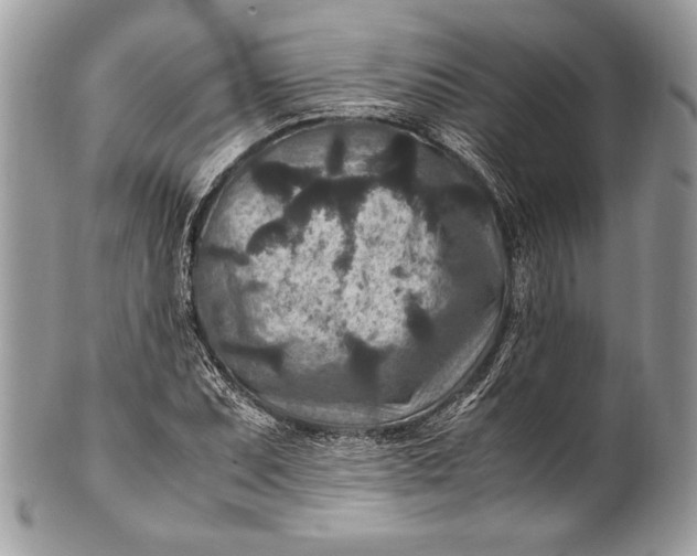 X0000100861071200807070928