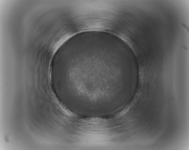 X0000100861077200807070928