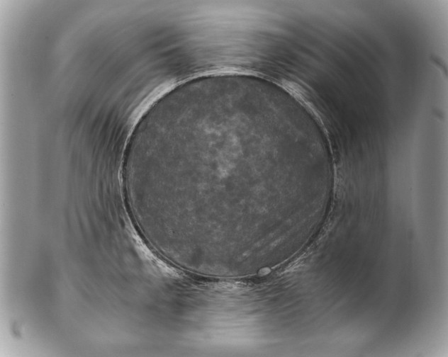 X0000100861189200807070926