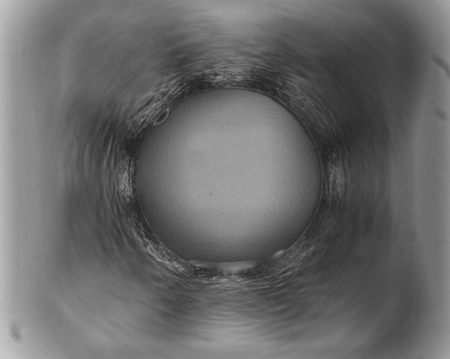 X0000100861250200807070925