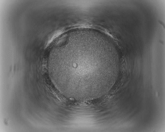 X0000100861255200807070925