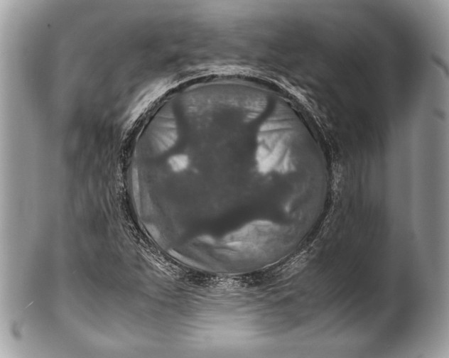 X0000100861263200807070925