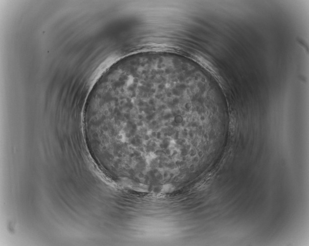 X0000100861283200807070924