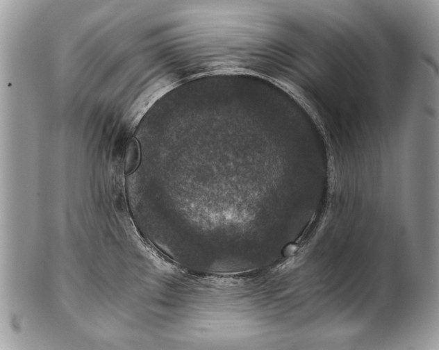 X0000100861289200807070924