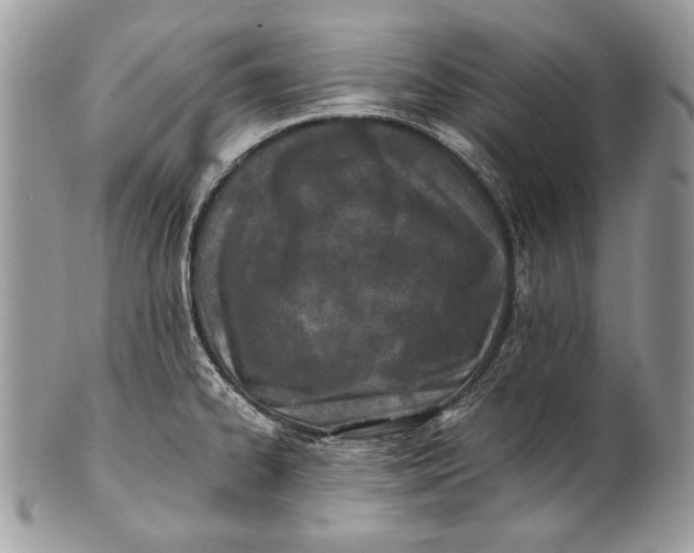 X0000100861334200807070924