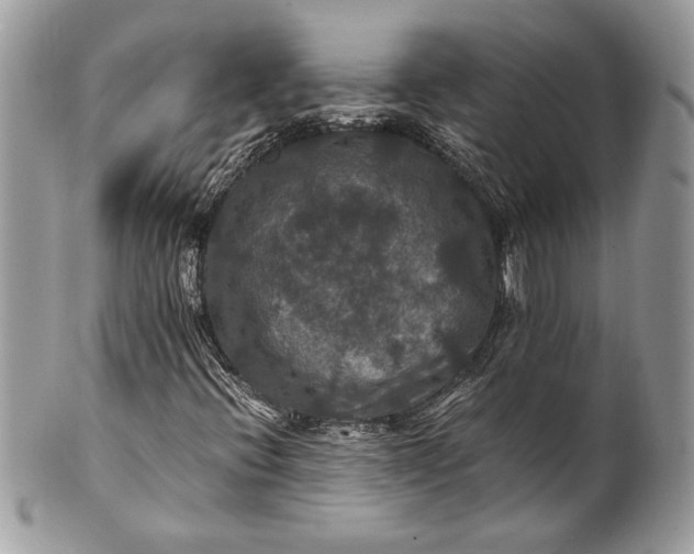 X0000100861396200807070922