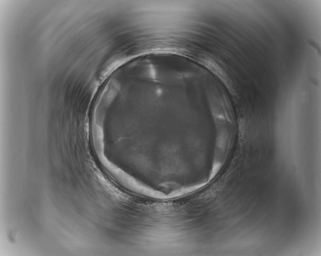 X0000100861428200807070922