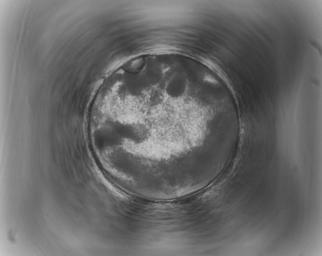 X0000100861429200807070922