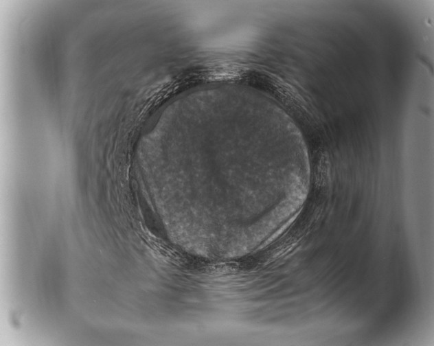 X0000100861441200807070922