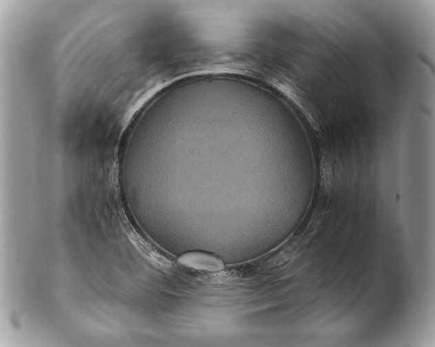 X0000100861460200807070921