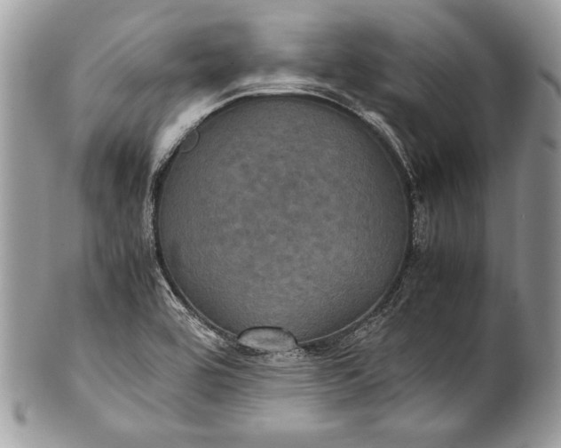 X0000100861464200807070921