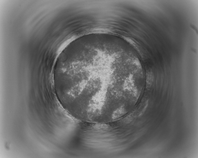 X0000100861466200807070921