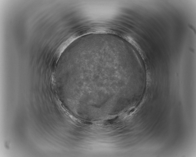 X0000100861481200807070921